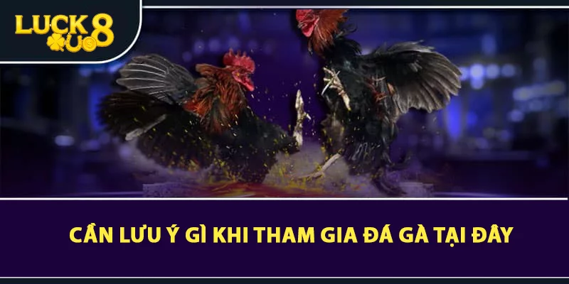 Cần lưu ý gì khi tham gia đá gà tại đây